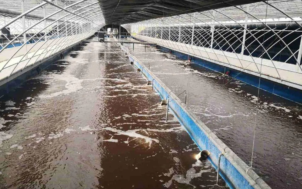 (圖:屠宰場(chǎng)污水起泡)